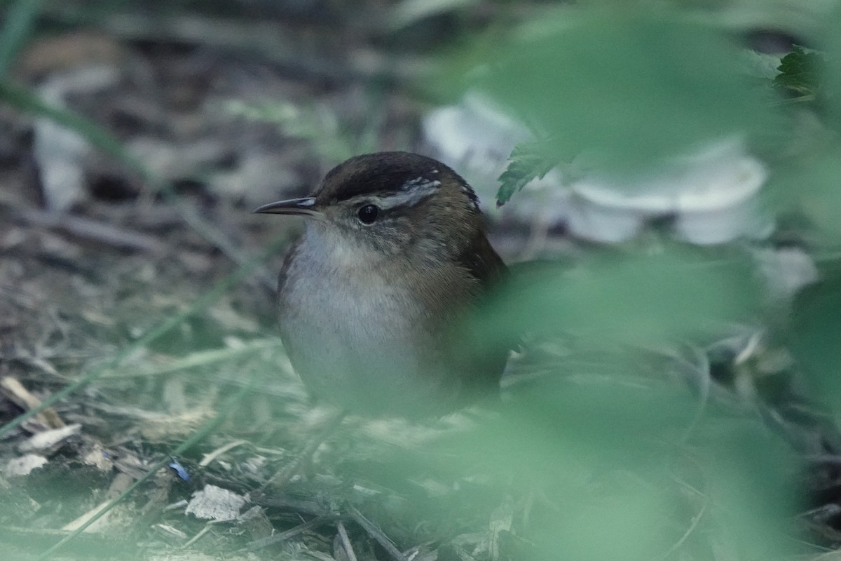 Marsh Wren - ML642927263