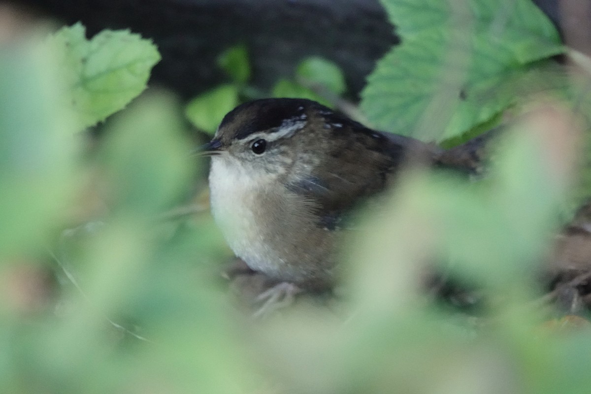 Marsh Wren - ML642927264