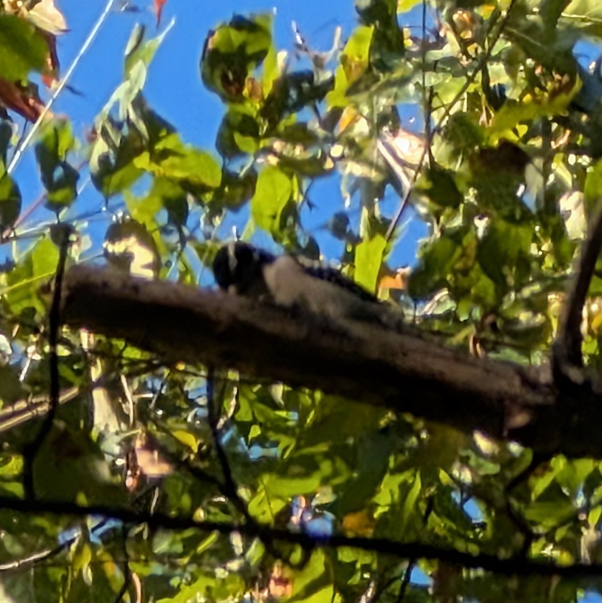 Downy Woodpecker - ML642927266