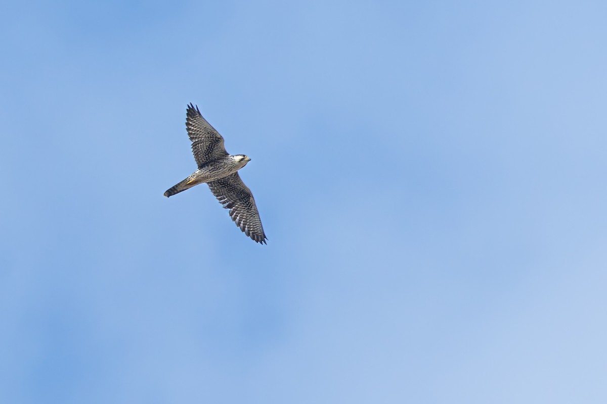 Lanner Falcon - ML642927271