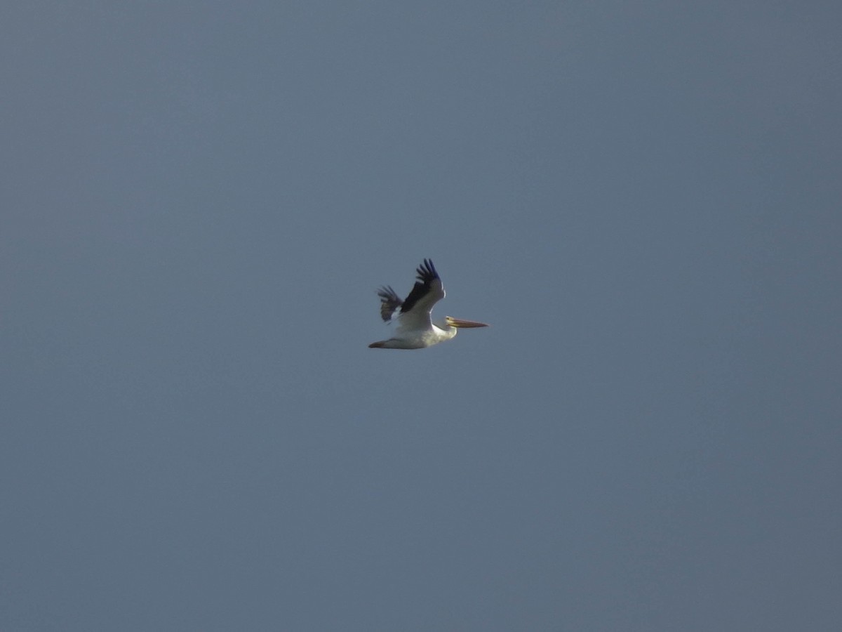 American White Pelican - ML642927278