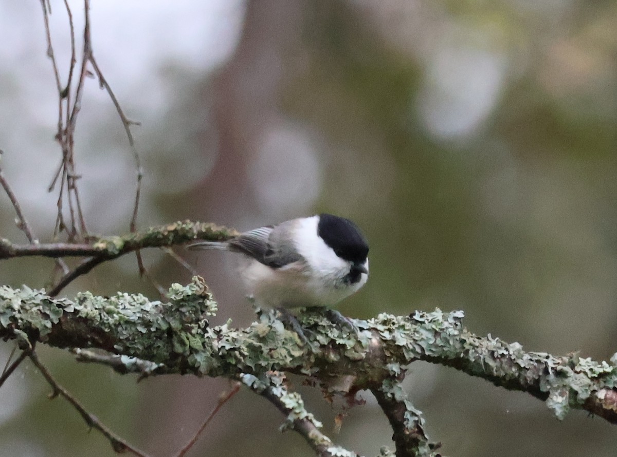 Willow Tit - ML642927290