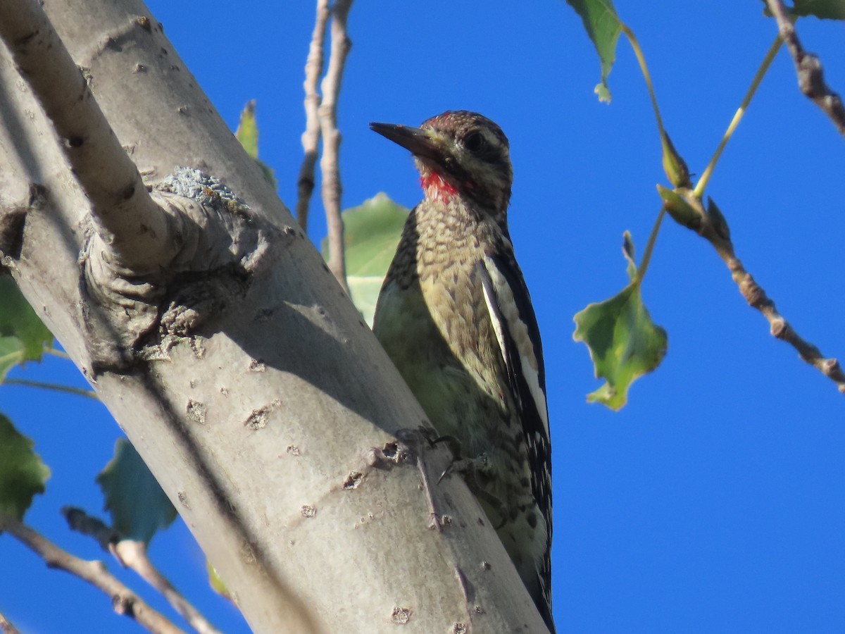 Yellow-bellied Sapsucker - ML642927291