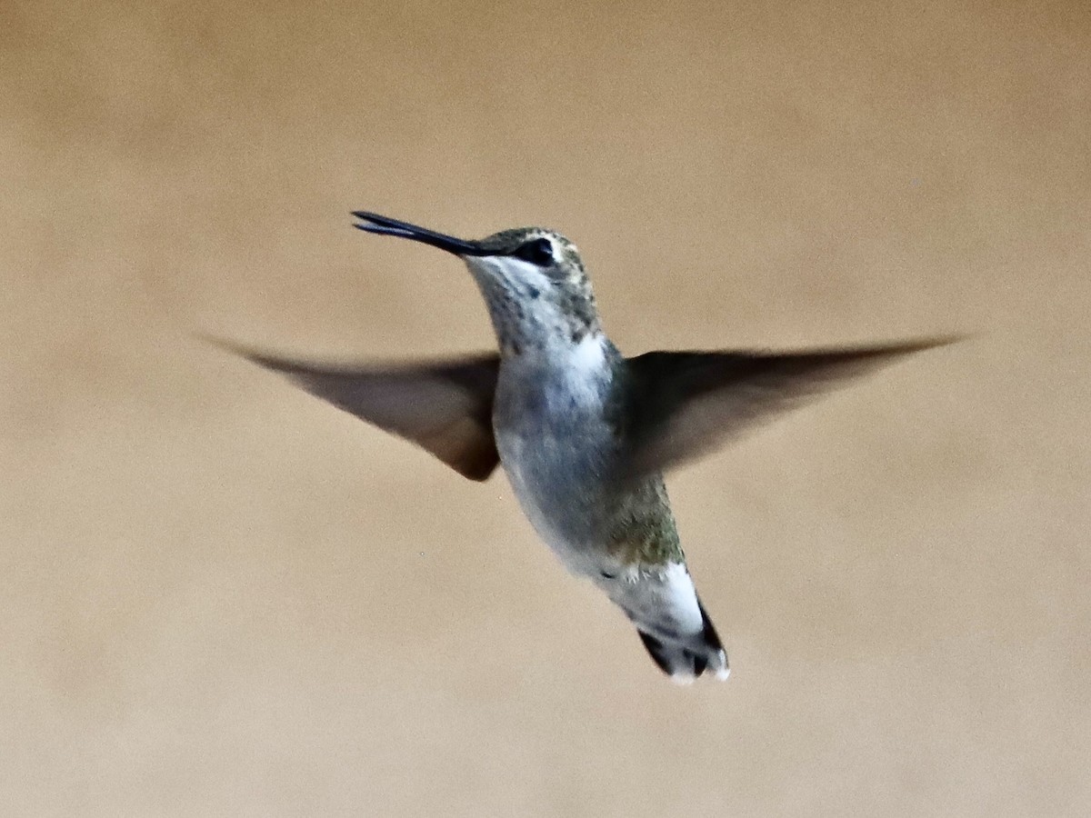 Colibri à gorge noire - ML642927296