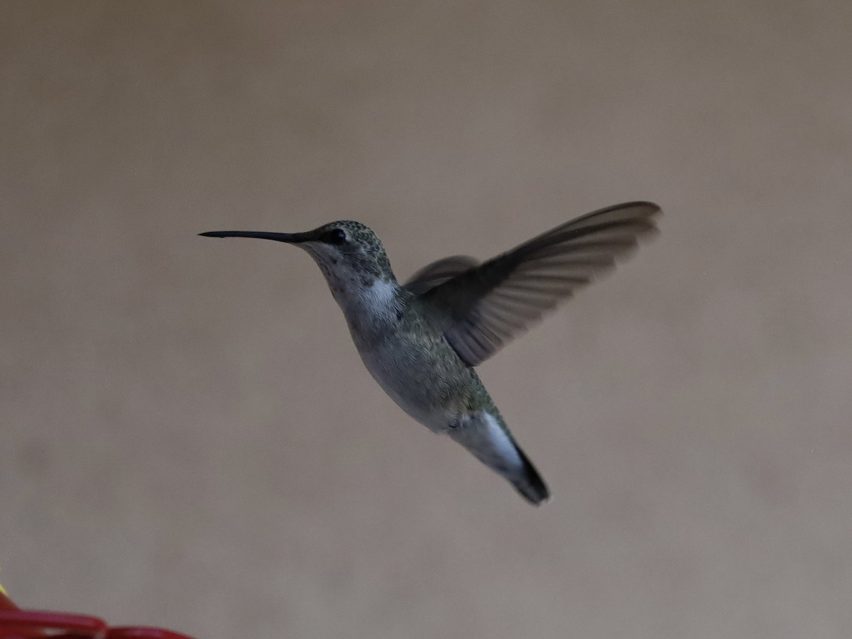 Colibri à gorge noire - ML642927299