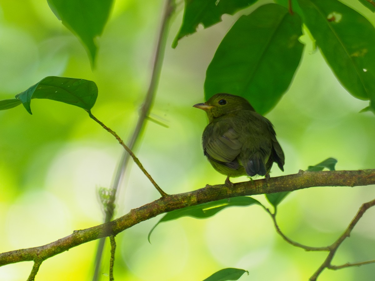 Manakin à cuisses jaunes - ML642927305