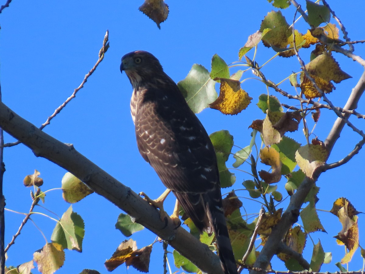 Cooper's Hawk - ML642927307
