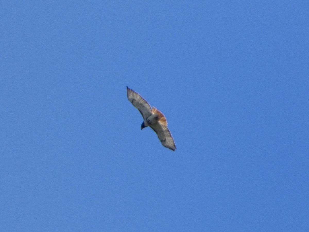 Red-tailed Hawk - ML642927309