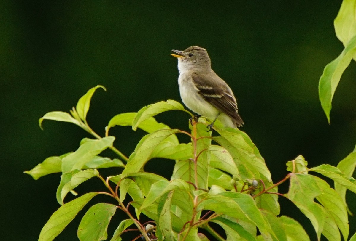 Willow Flycatcher - ML64292731