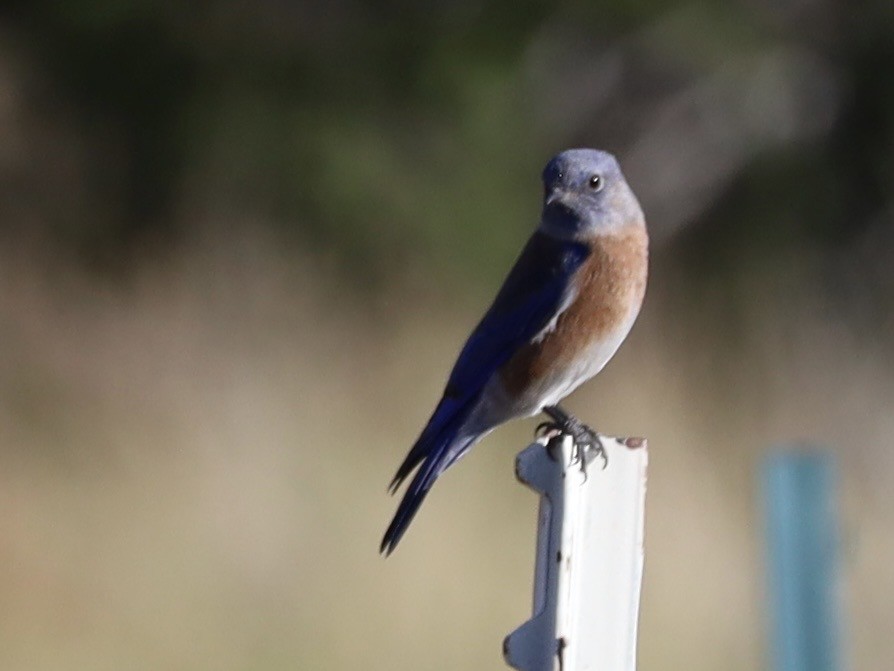 Western Bluebird - ML642927317