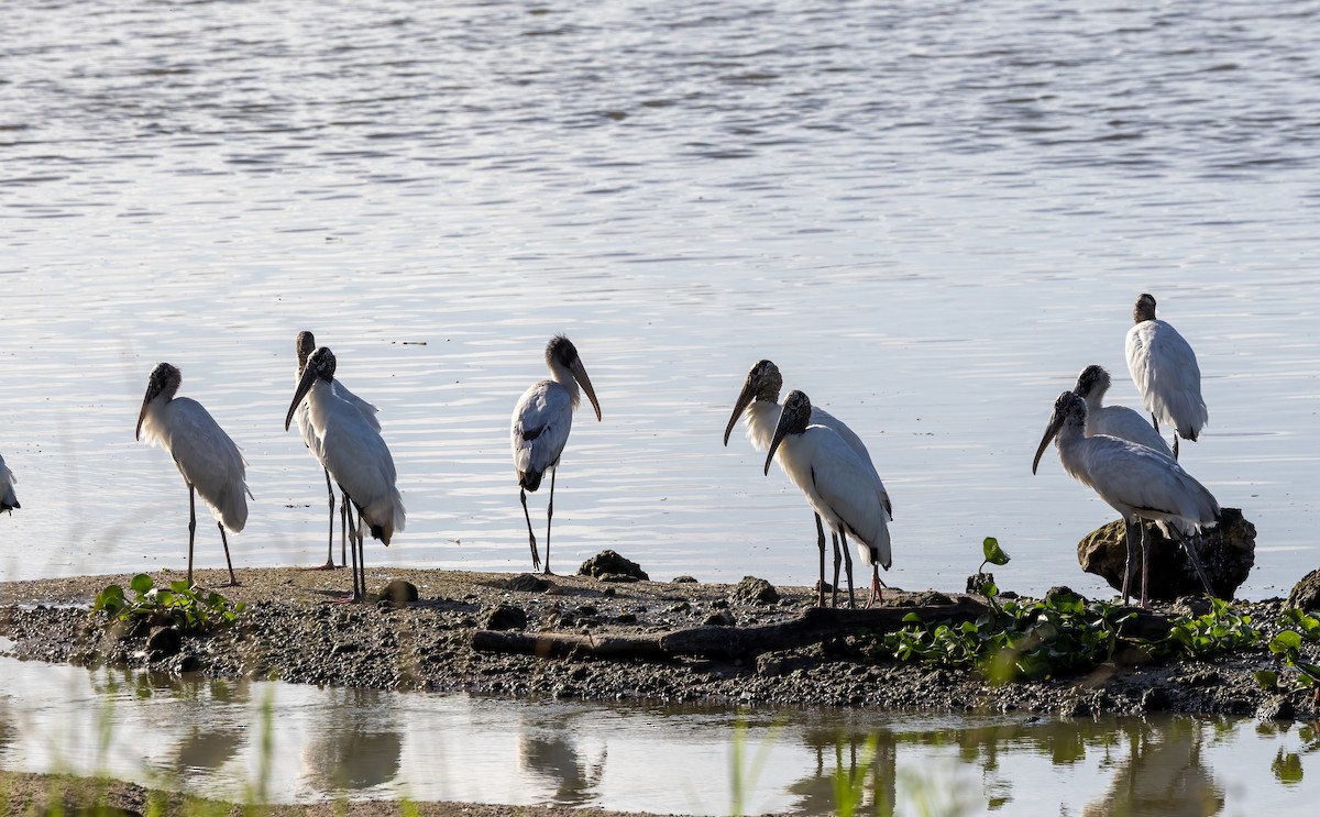 Wood Stork - ML642927323