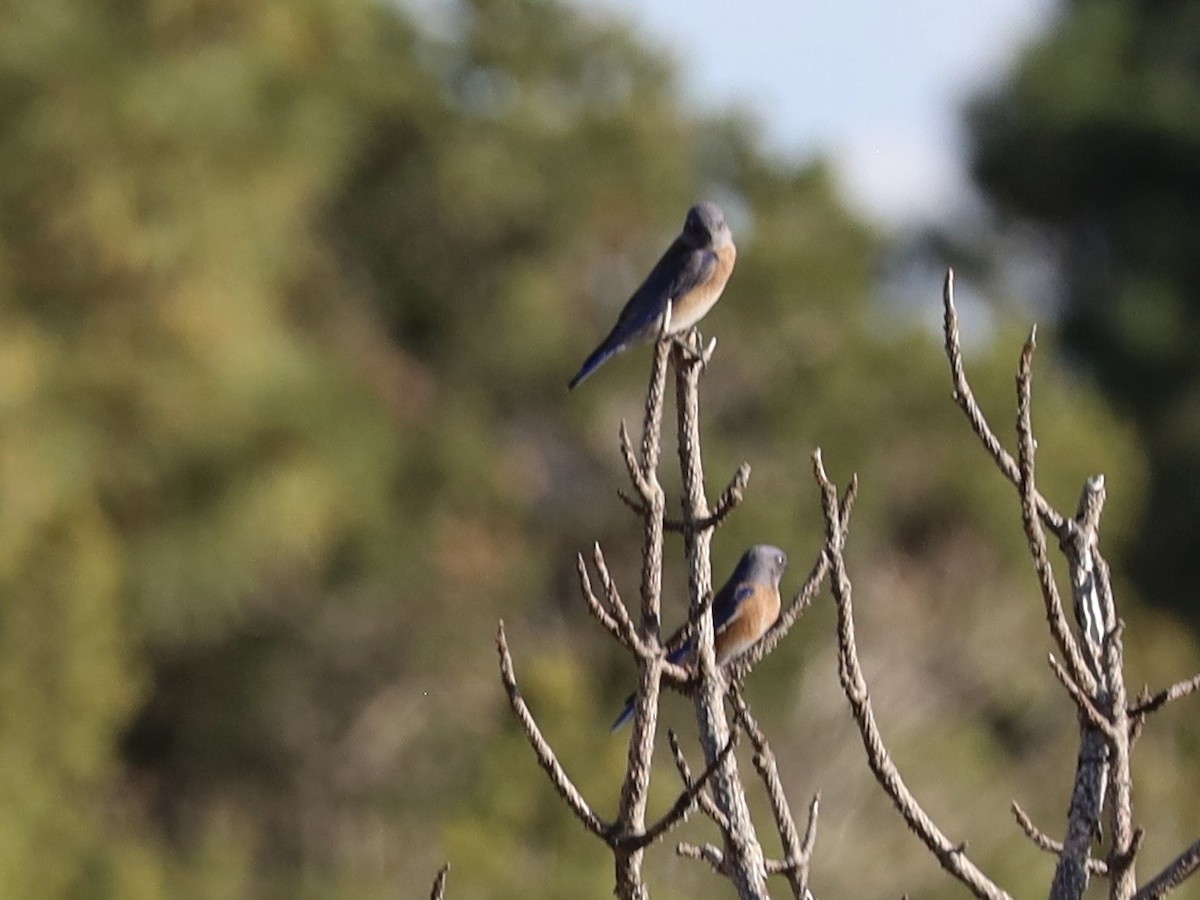 Western Bluebird - ML642927324