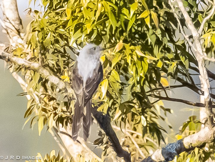 Shear-tailed Gray Tyrant - ML642927328