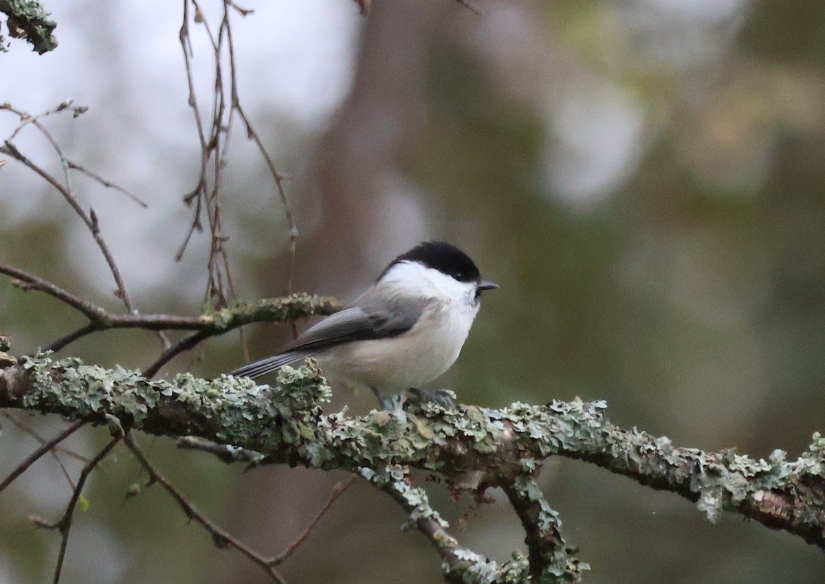 Willow Tit - ML642927350