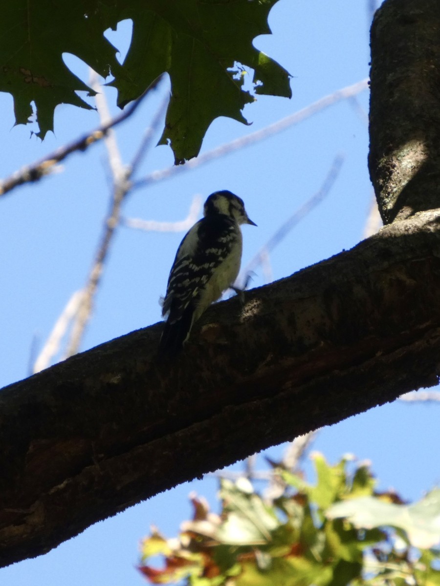 Downy Woodpecker - ML642927356