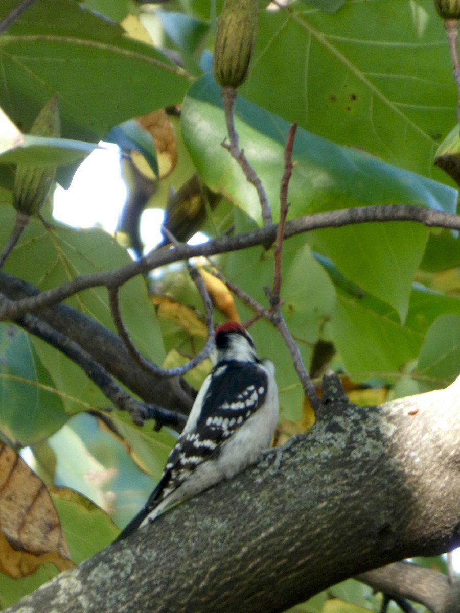 Downy Woodpecker - ML642927357