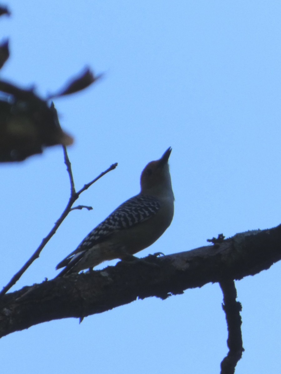 Red-bellied Woodpecker - ML642927364