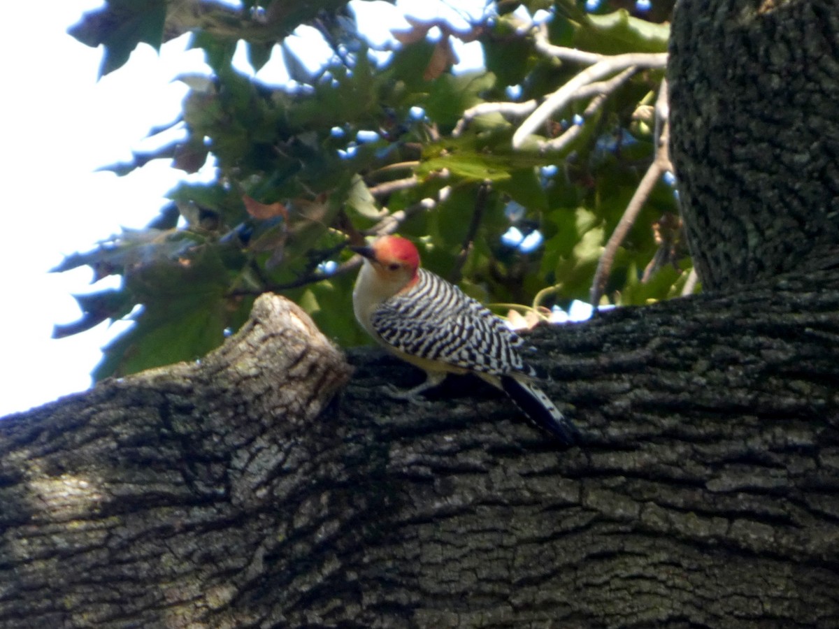 Red-bellied Woodpecker - ML642927365