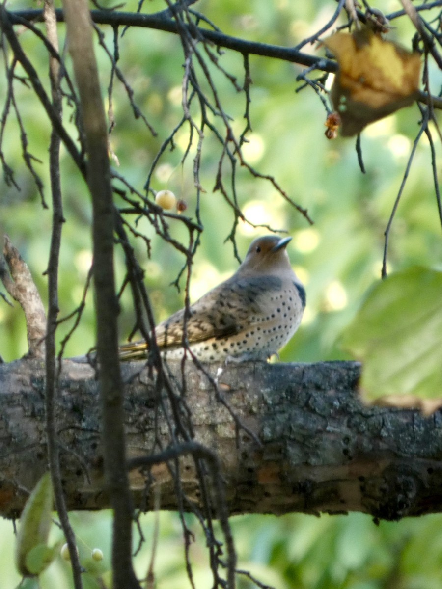 Northern Flicker - ML642927374
