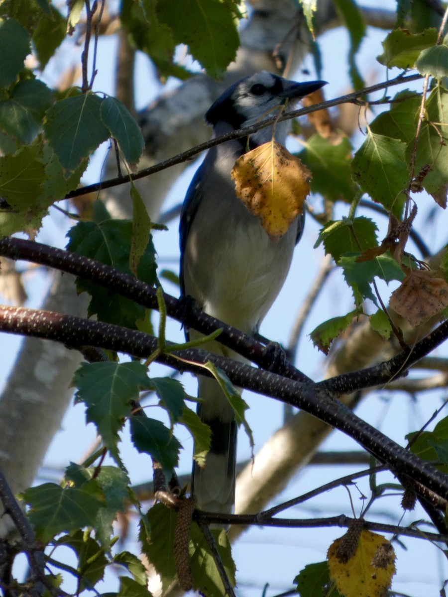 Blue Jay - ML642927377