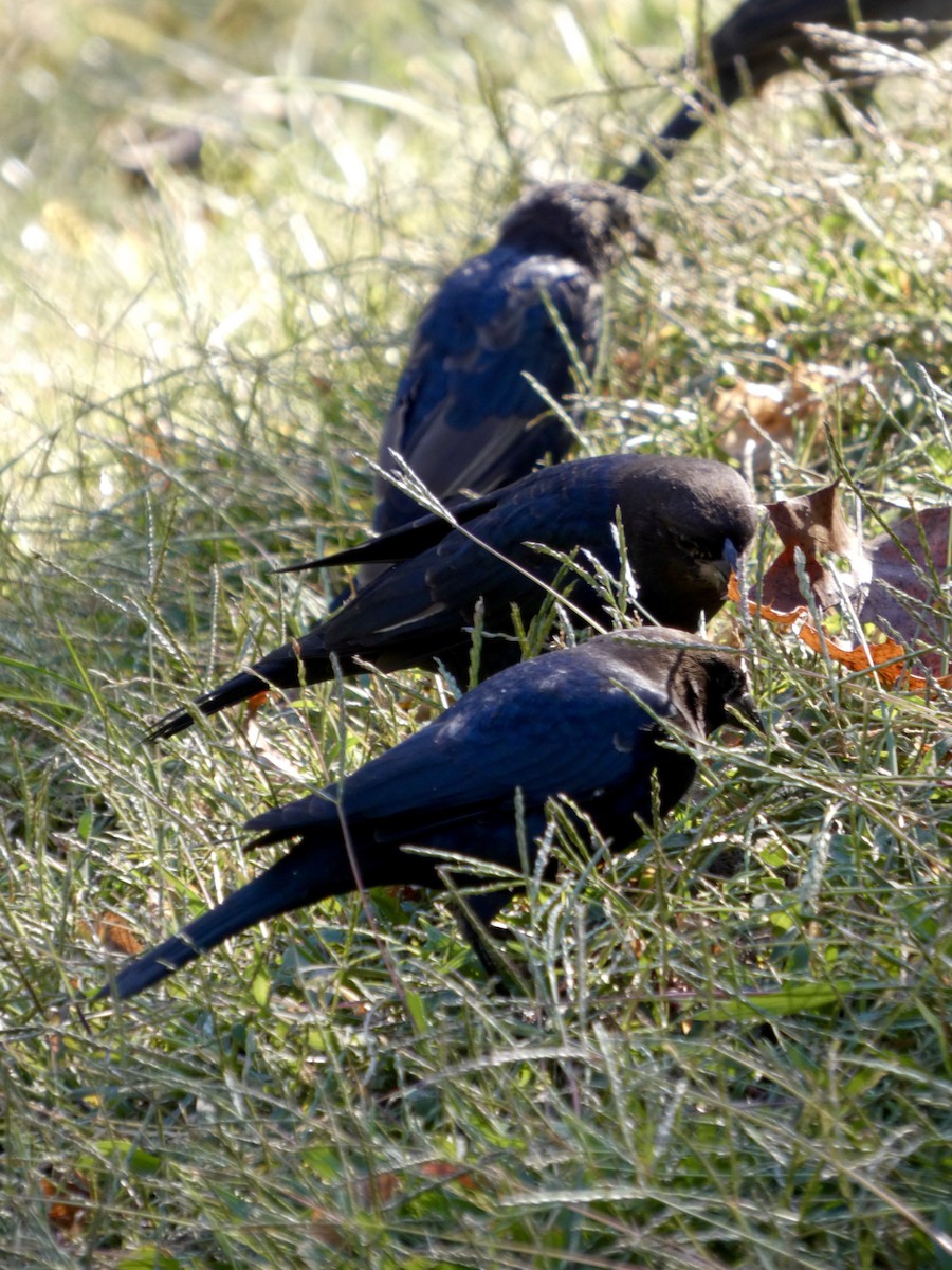 Brown-headed Cowbird - ML642927390