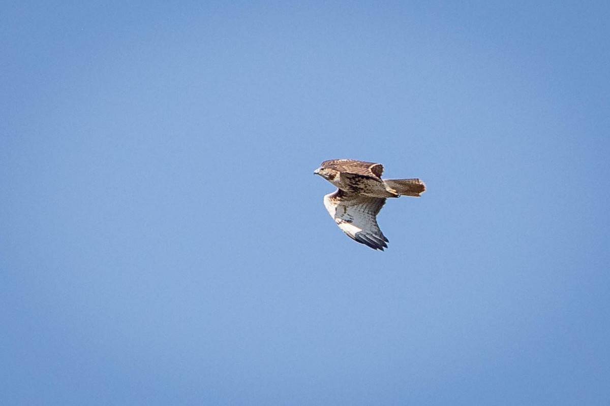 Red-tailed Hawk - ML642927398