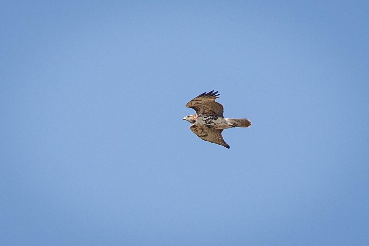 Red-tailed Hawk - ML642927399