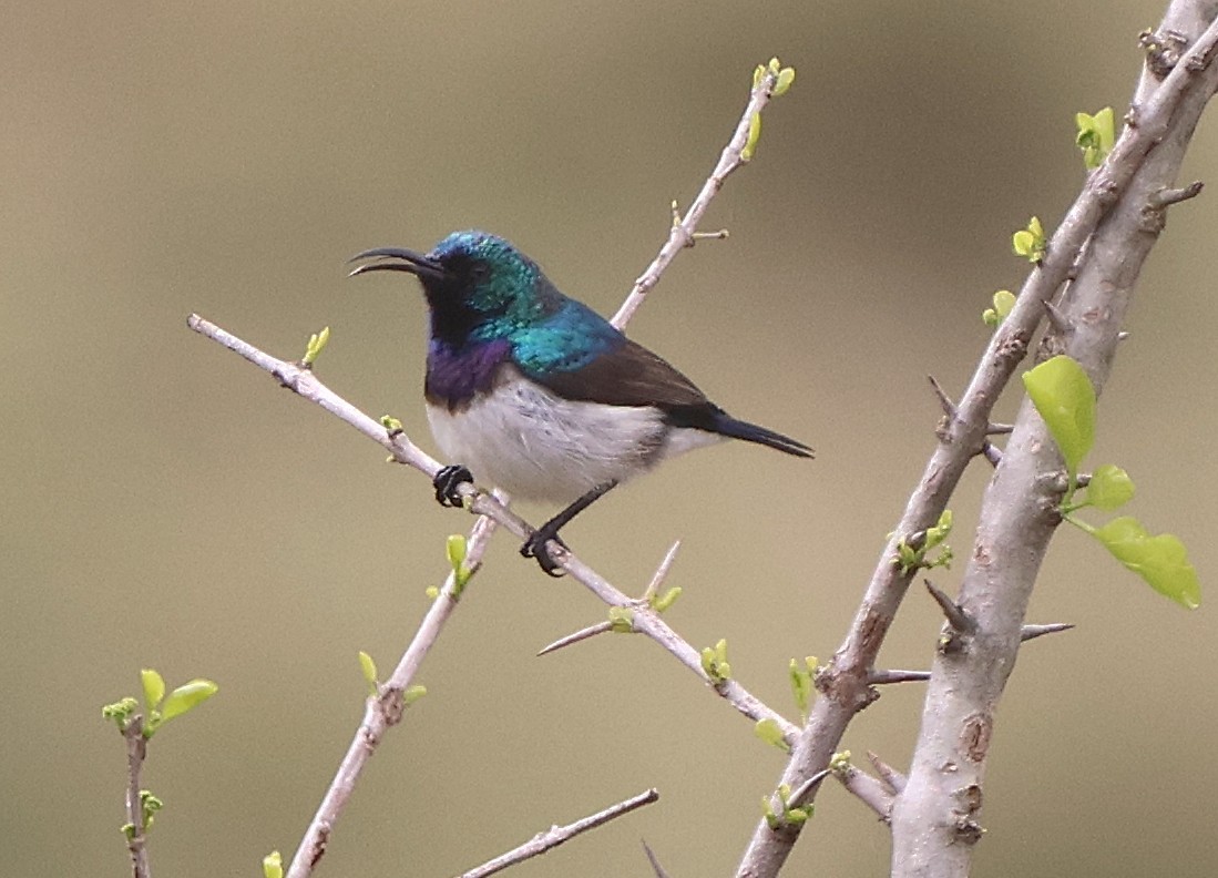 White-bellied Sunbird - ML642927401