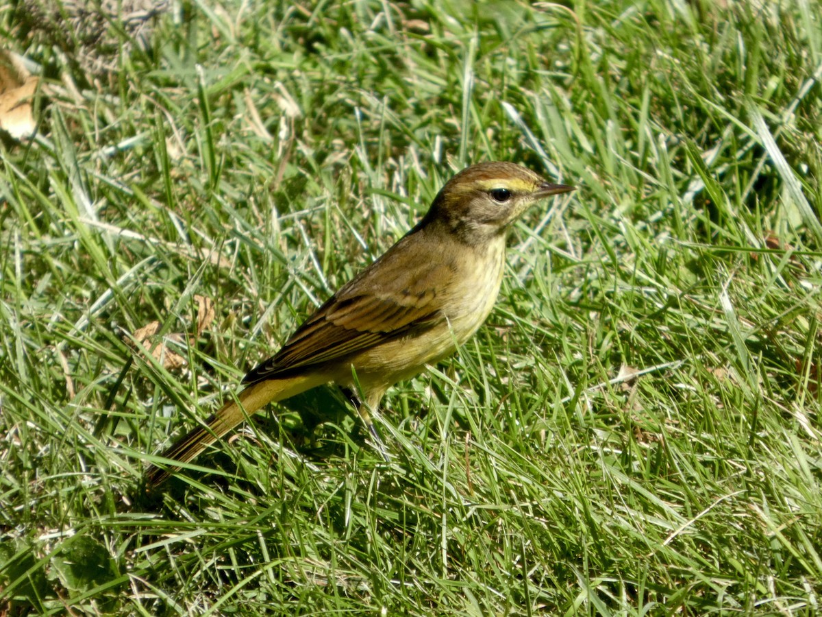 Palm Warbler - ML642927402