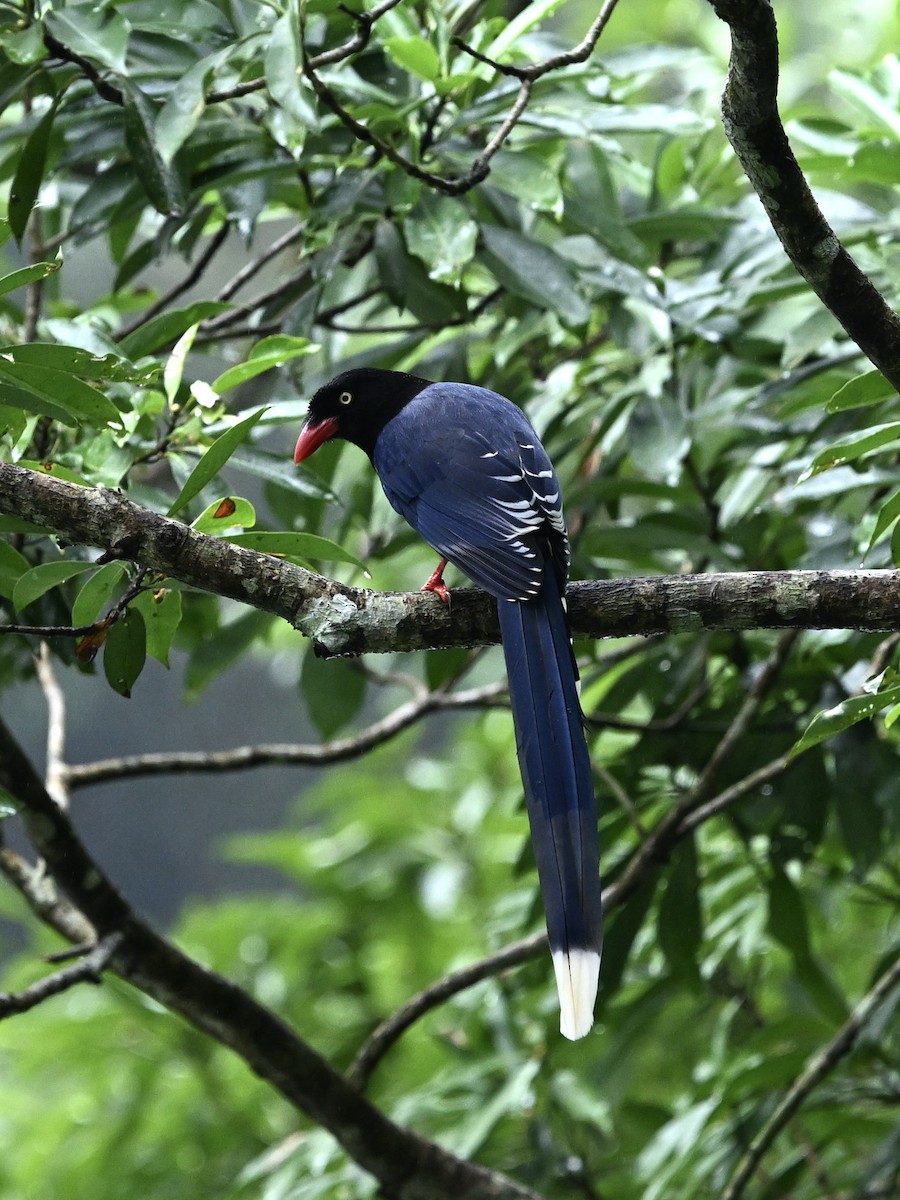 臺灣藍鵲 - ML642927407