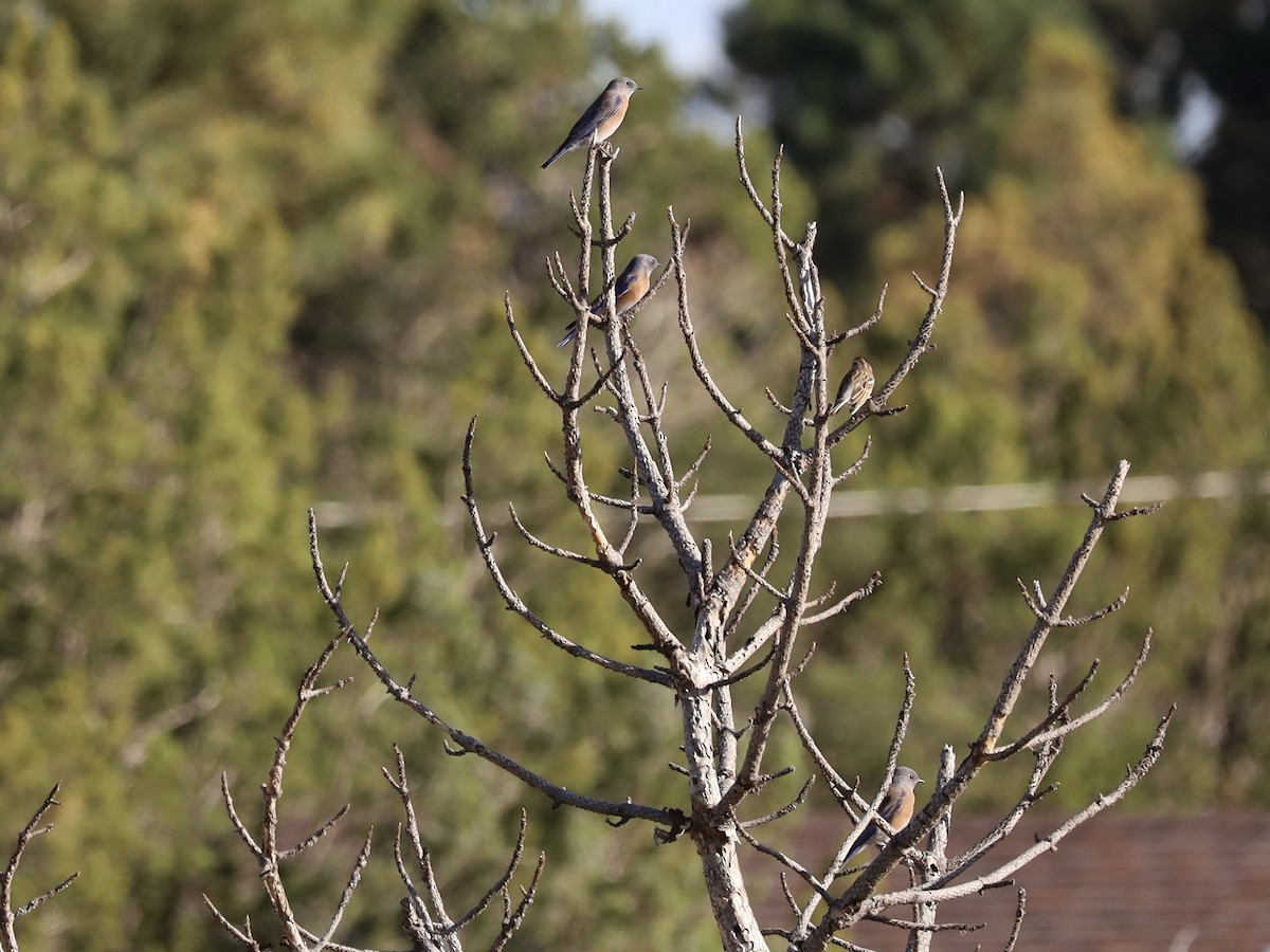 Western Bluebird - ML642927438