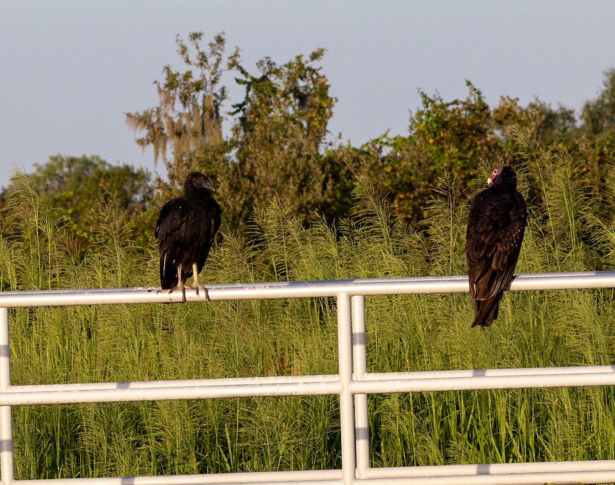 Turkey Vulture - ML642927463