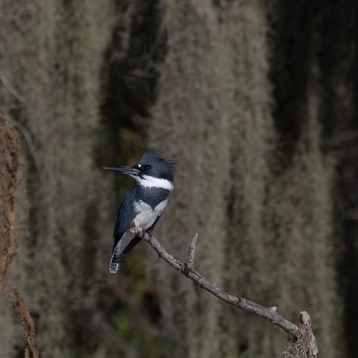 Belted Kingfisher - ML642927492