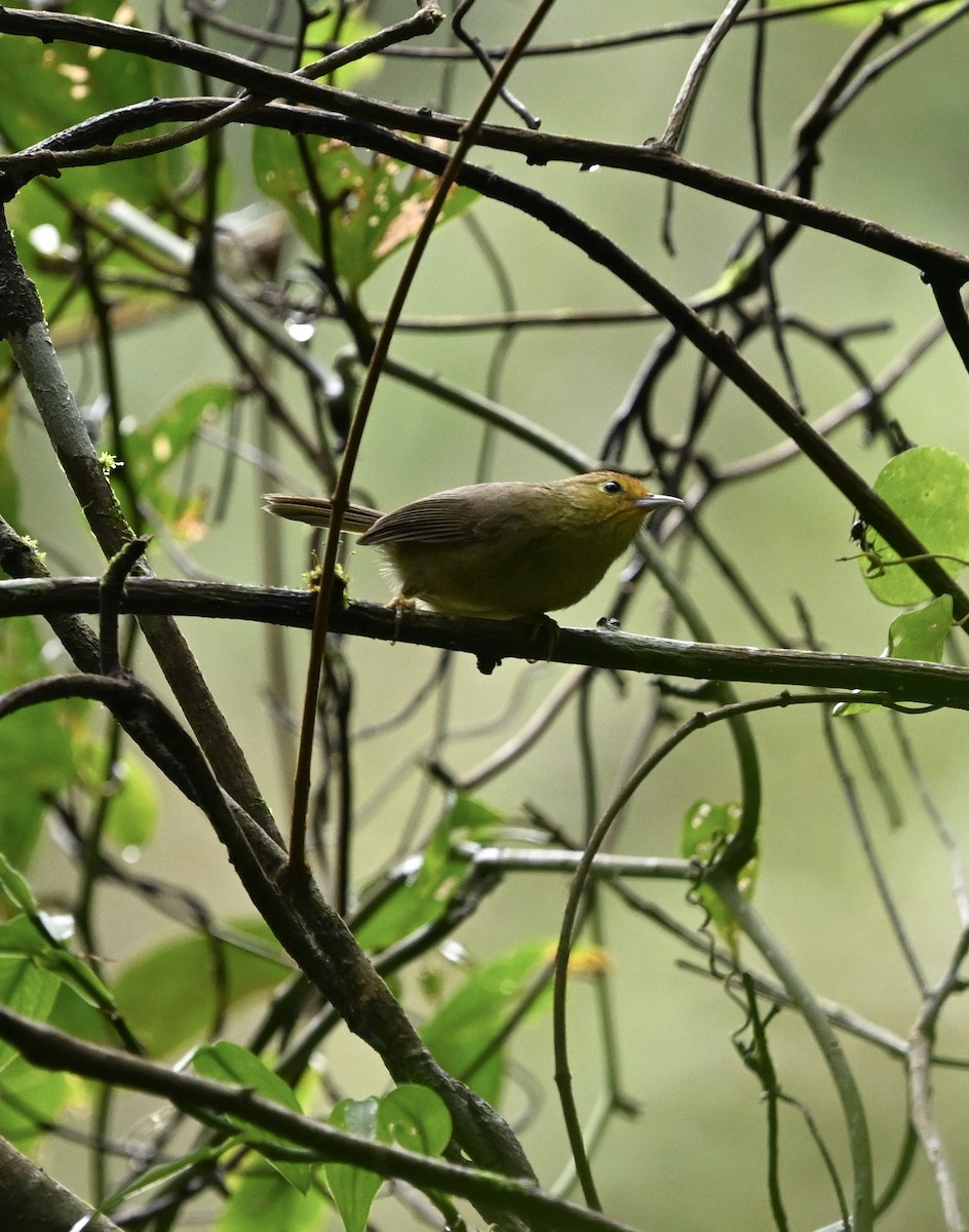 Rufous-capped Babbler - ML642927522