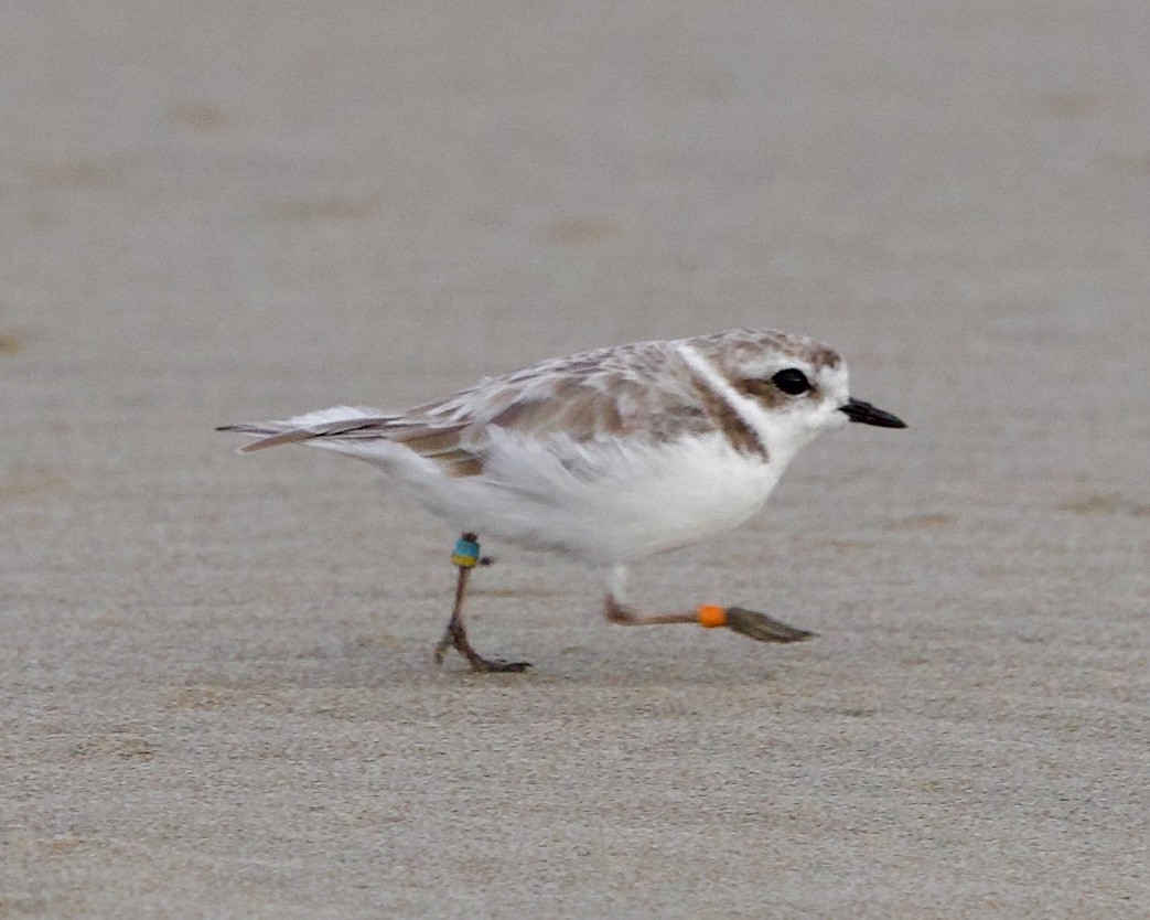 Snowy Plover - ML642927545