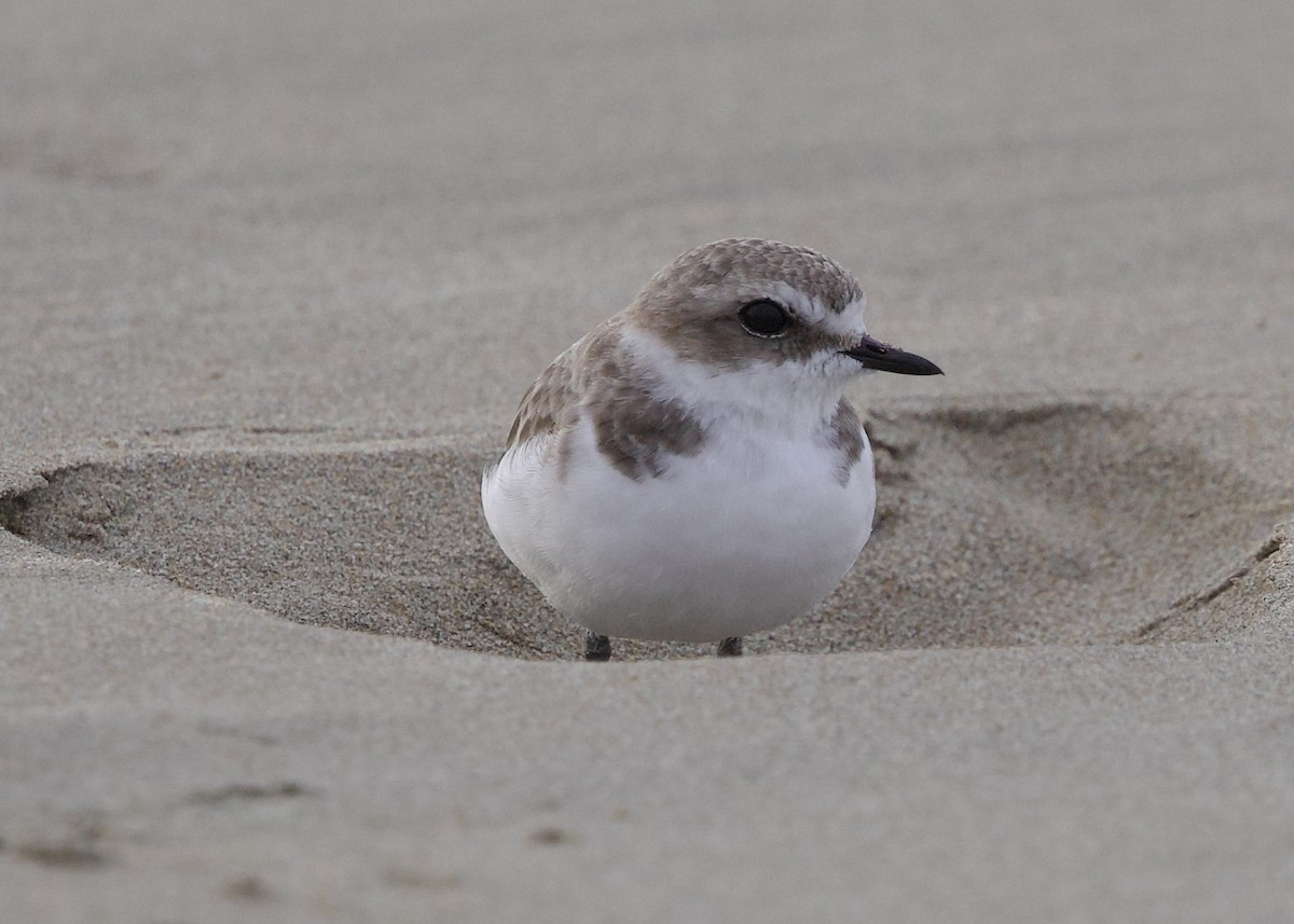 Snowy Plover - ML642927546