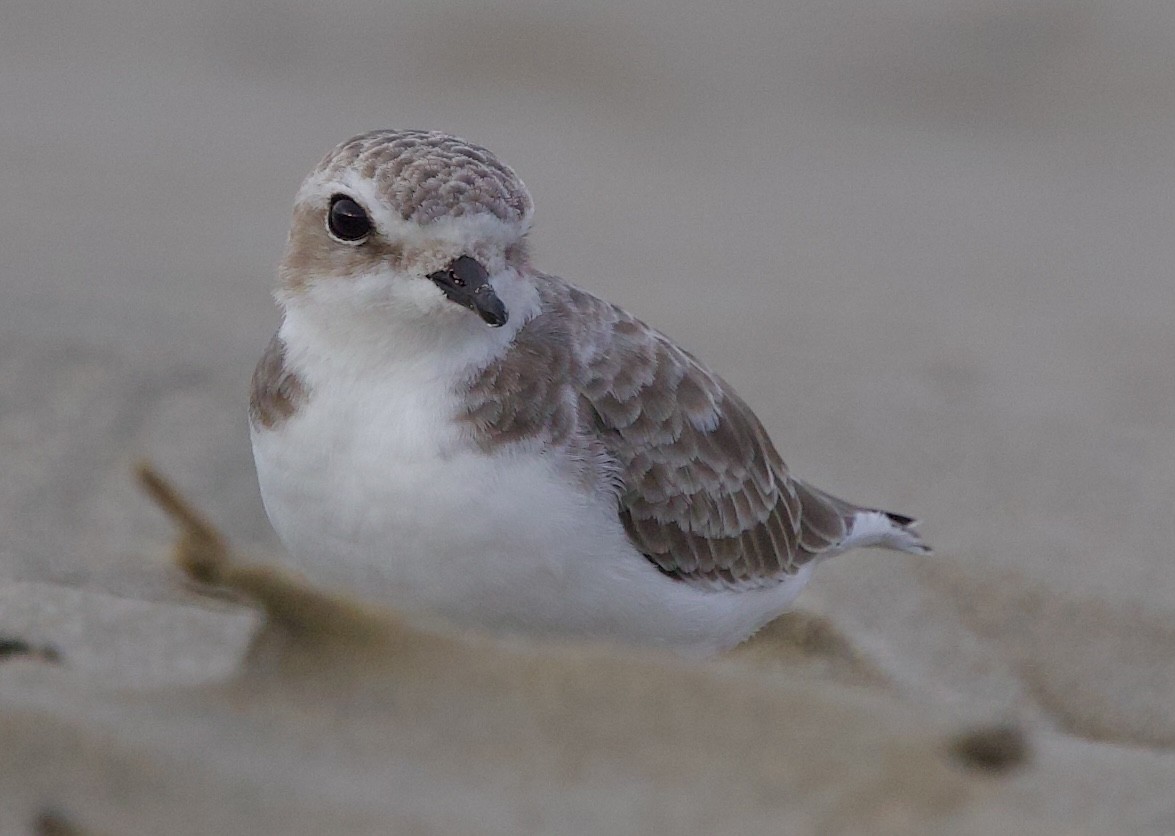 Snowy Plover - ML642927547