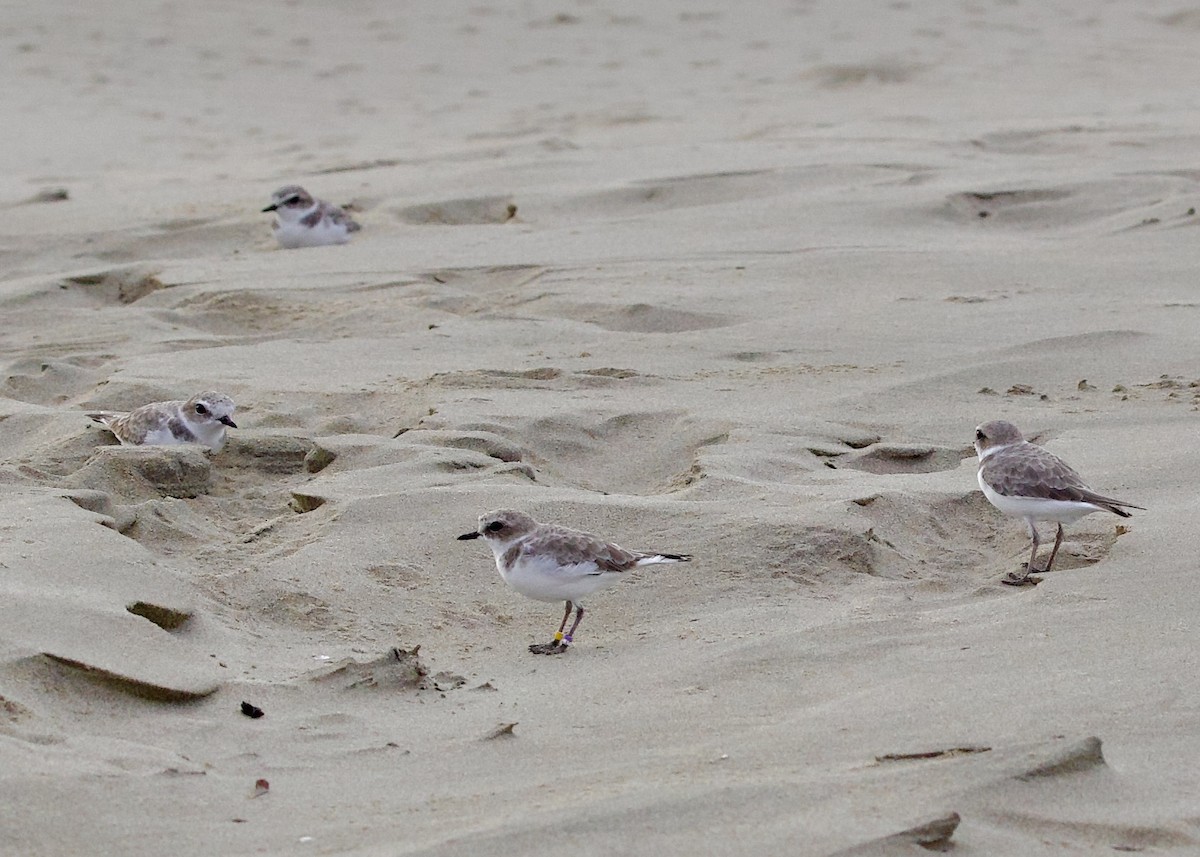 Snowy Plover - ML642927548