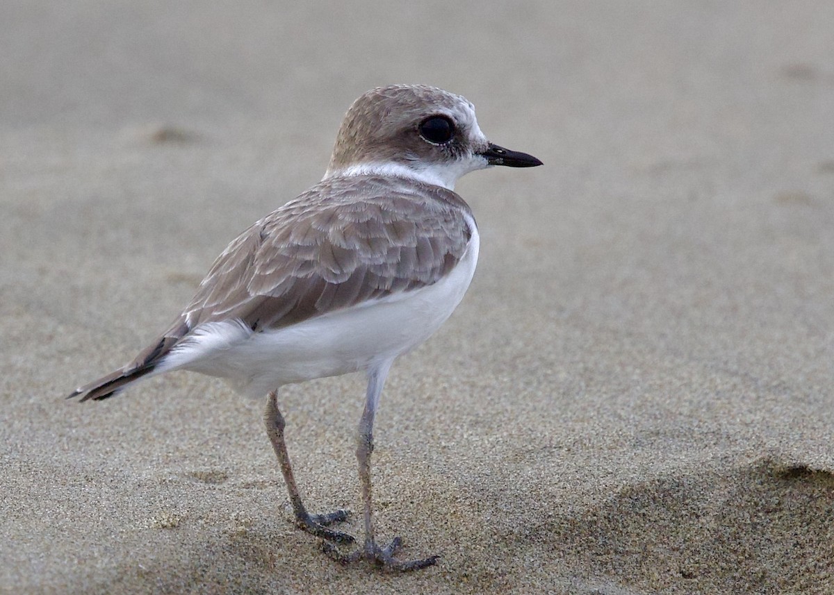 Snowy Plover - ML642927549