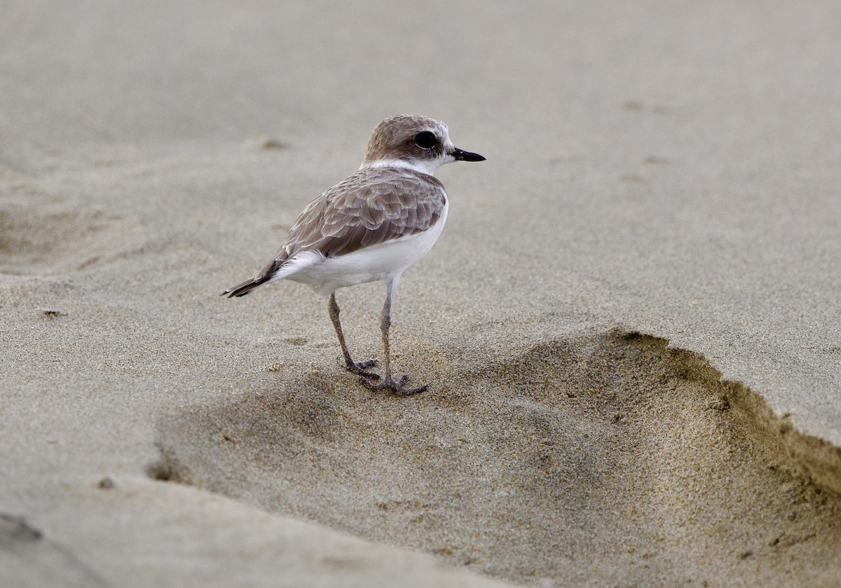 Snowy Plover - ML642927550