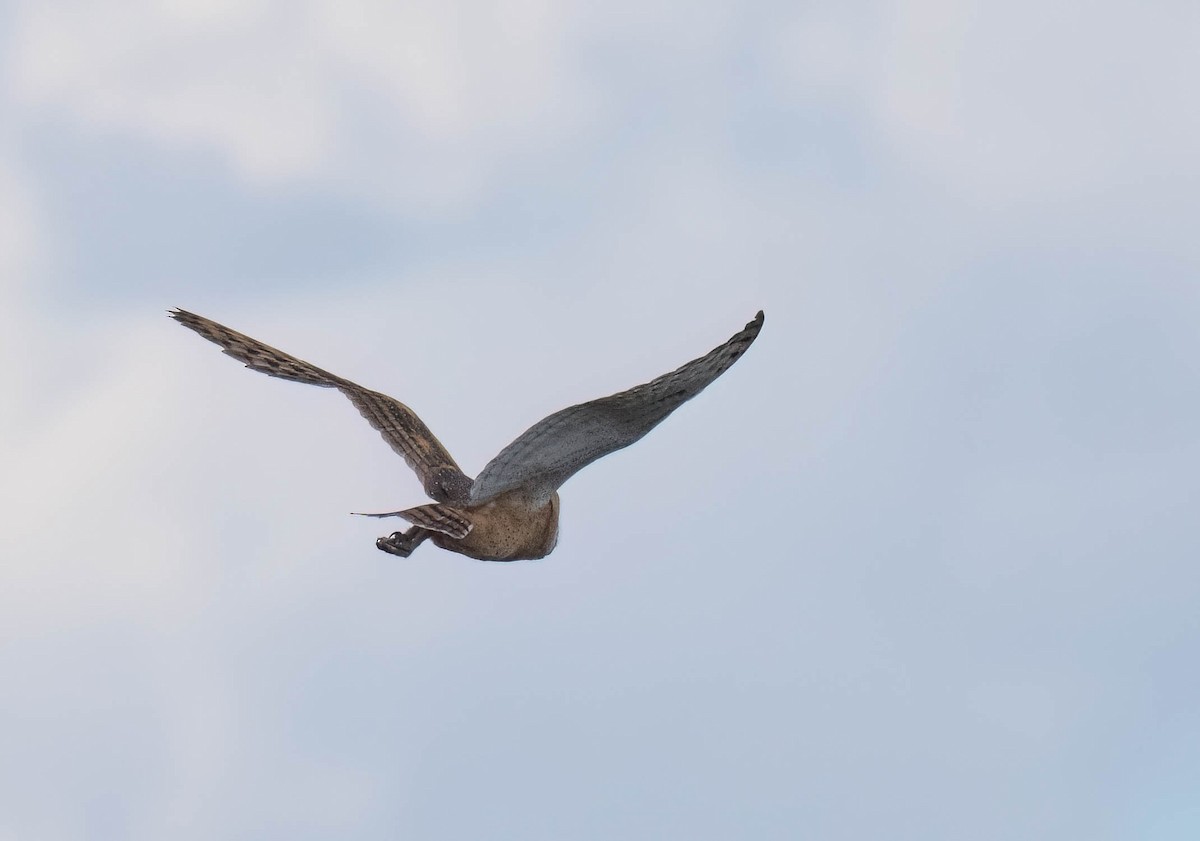 American Barn Owl - ML642927557