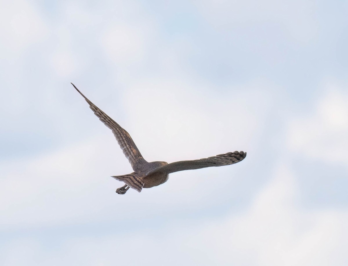 American Barn Owl - ML642927565