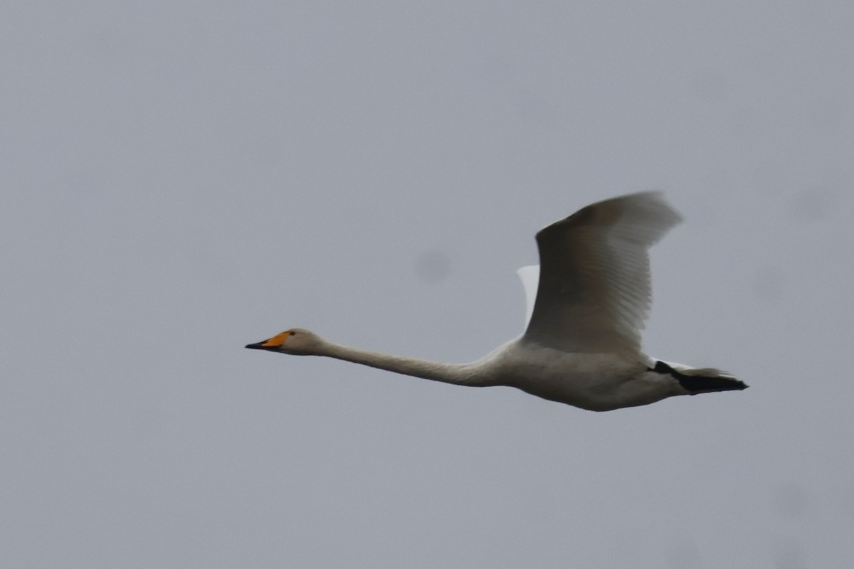 Cigno selvatico - ML642927583
