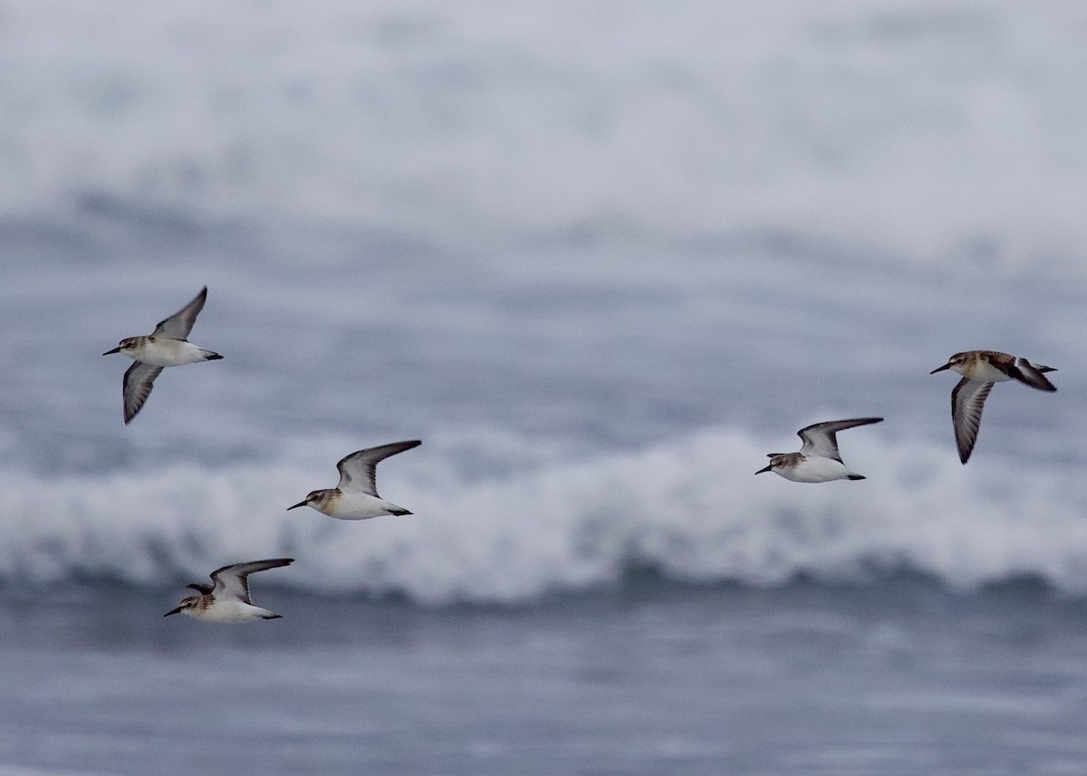 Western Sandpiper - ML642927602