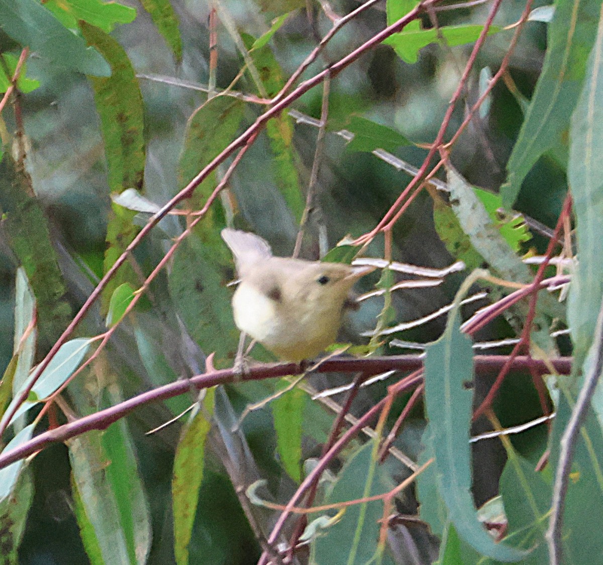 Melodious Warbler - ML642927603
