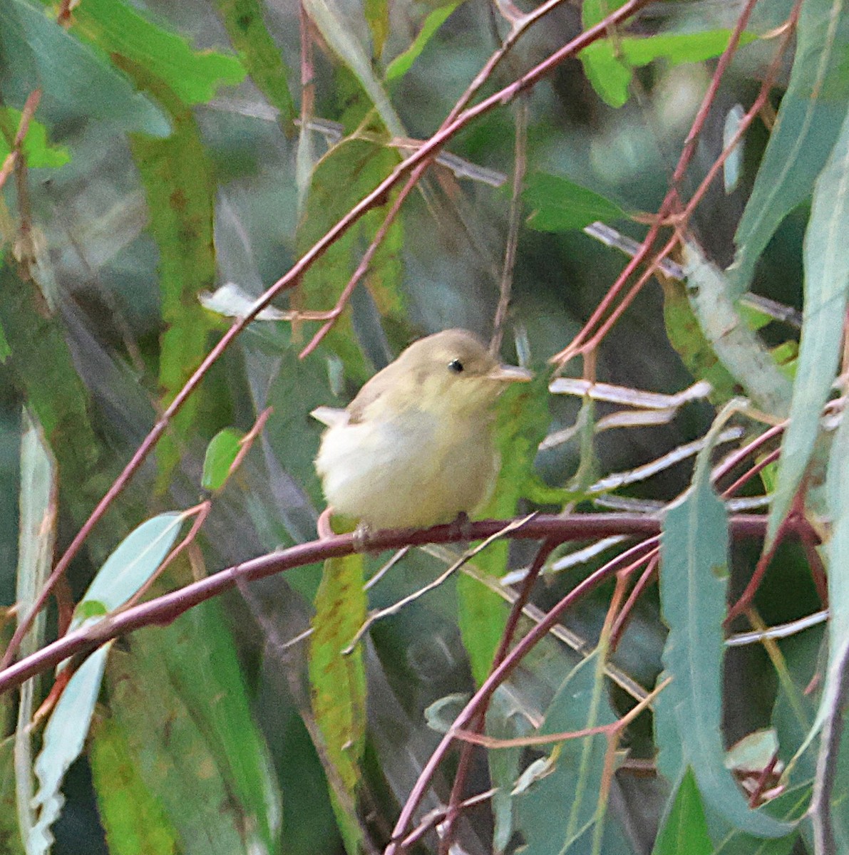 Melodious Warbler - ML642927604