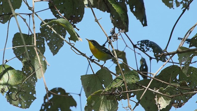 ildparula - ML642927605