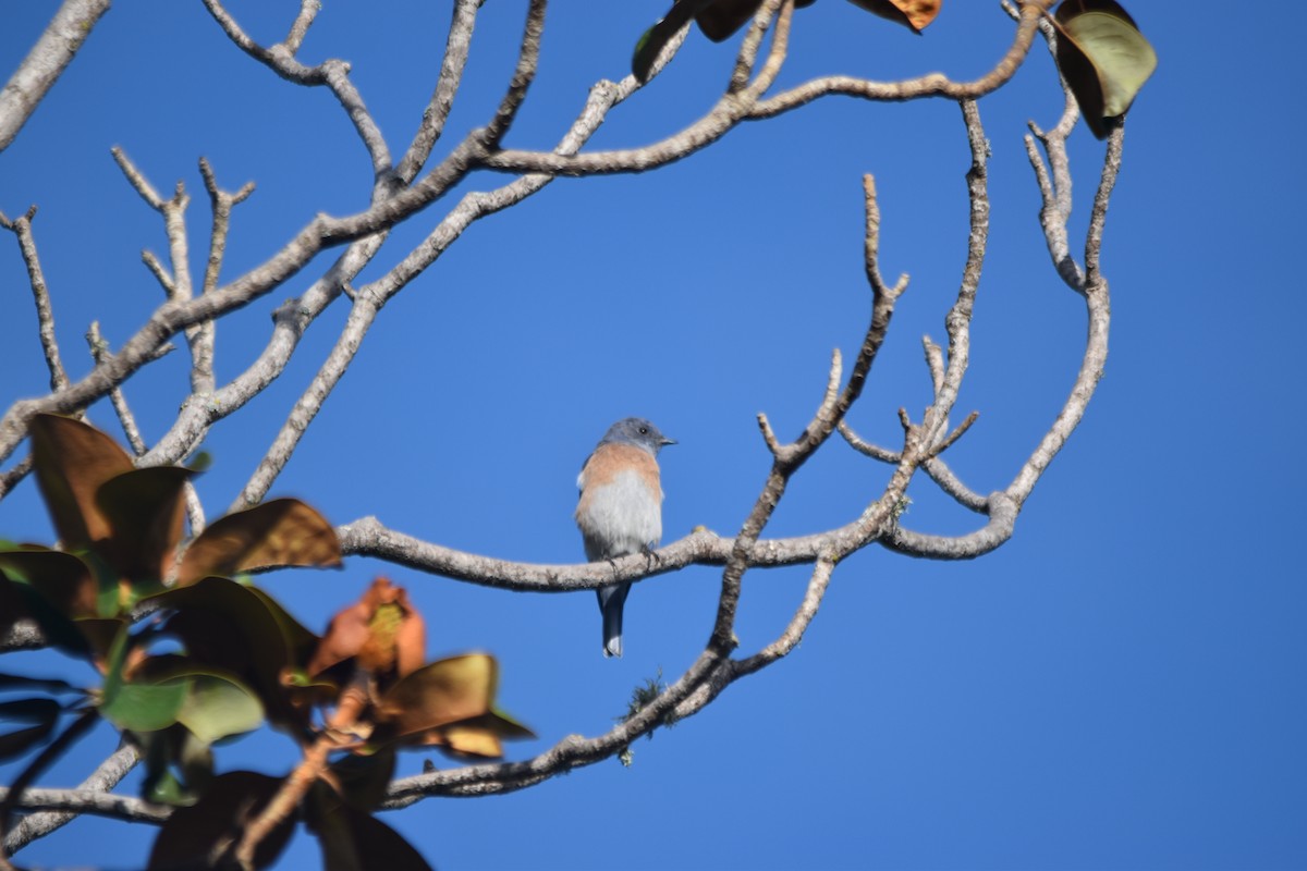 Western Bluebird - ML642927617