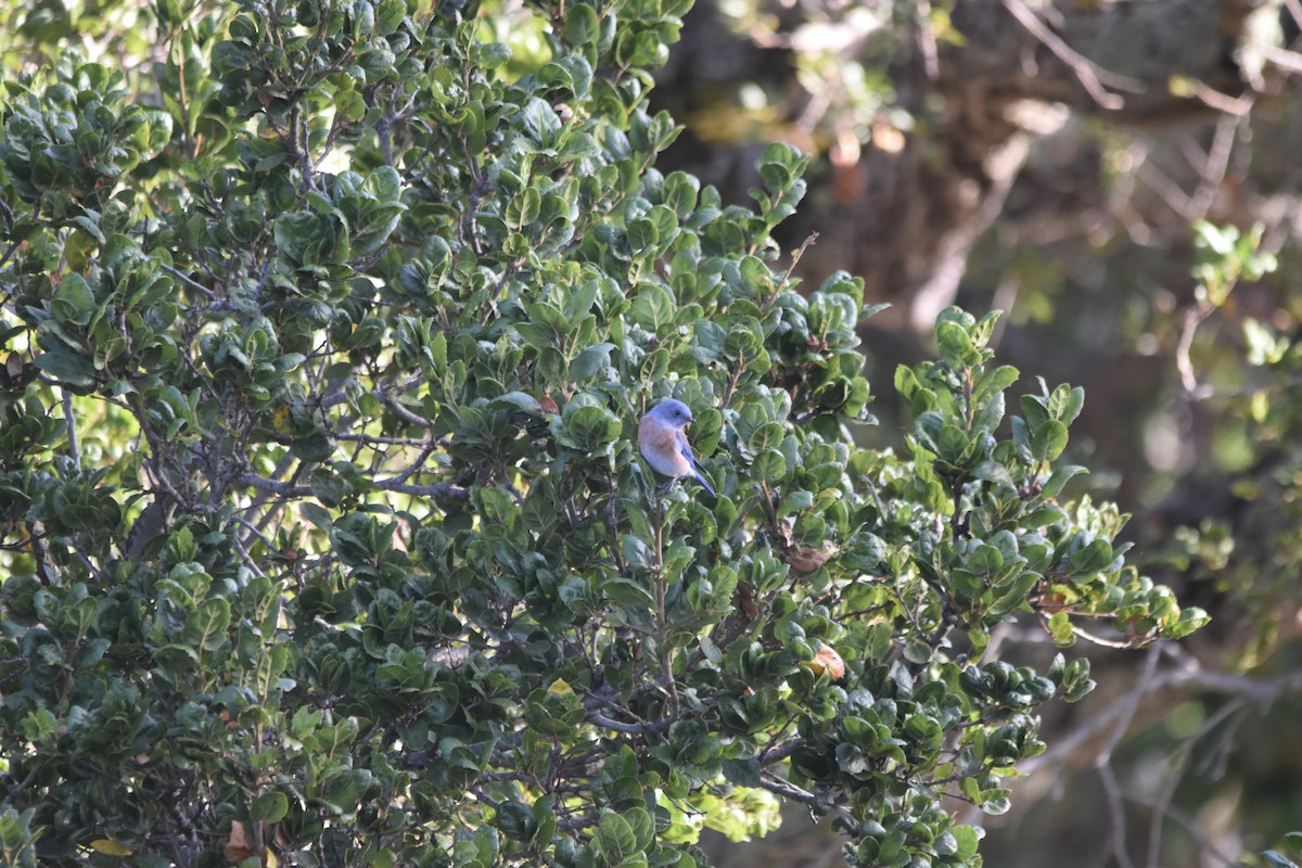 Western Bluebird - ML642927618