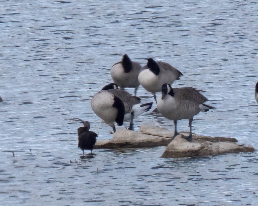 White-faced Ibis - ML642927632